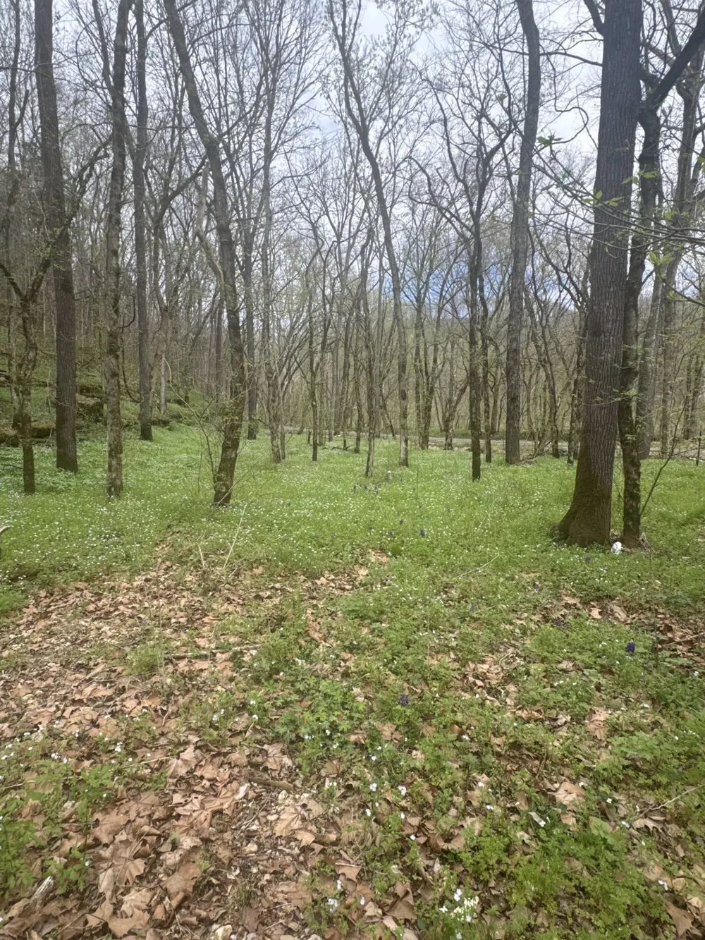 0 McBroom Branch Rd Baxter, TN 38544