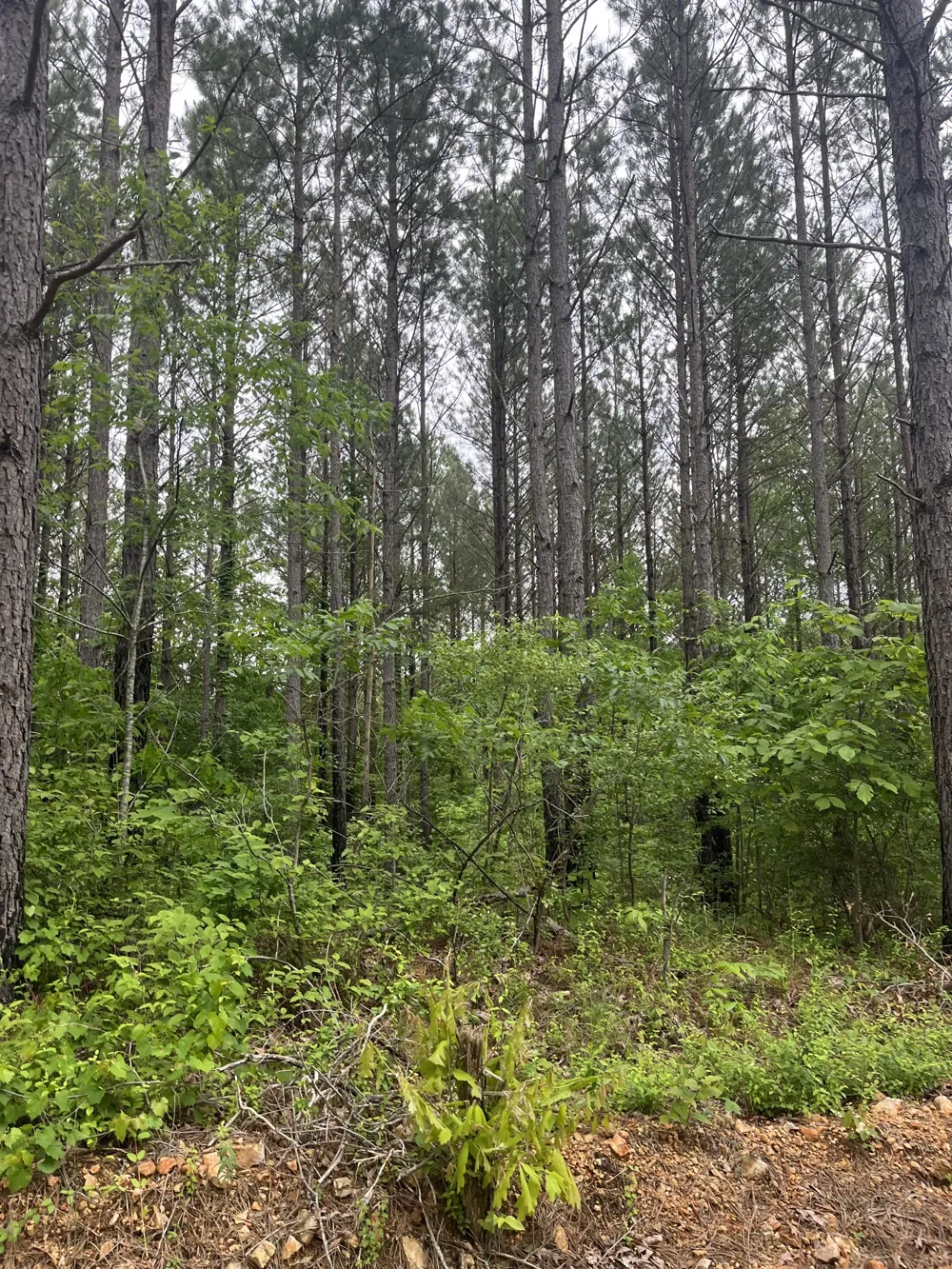 0 Old Mail Road Duck River, TN 38454