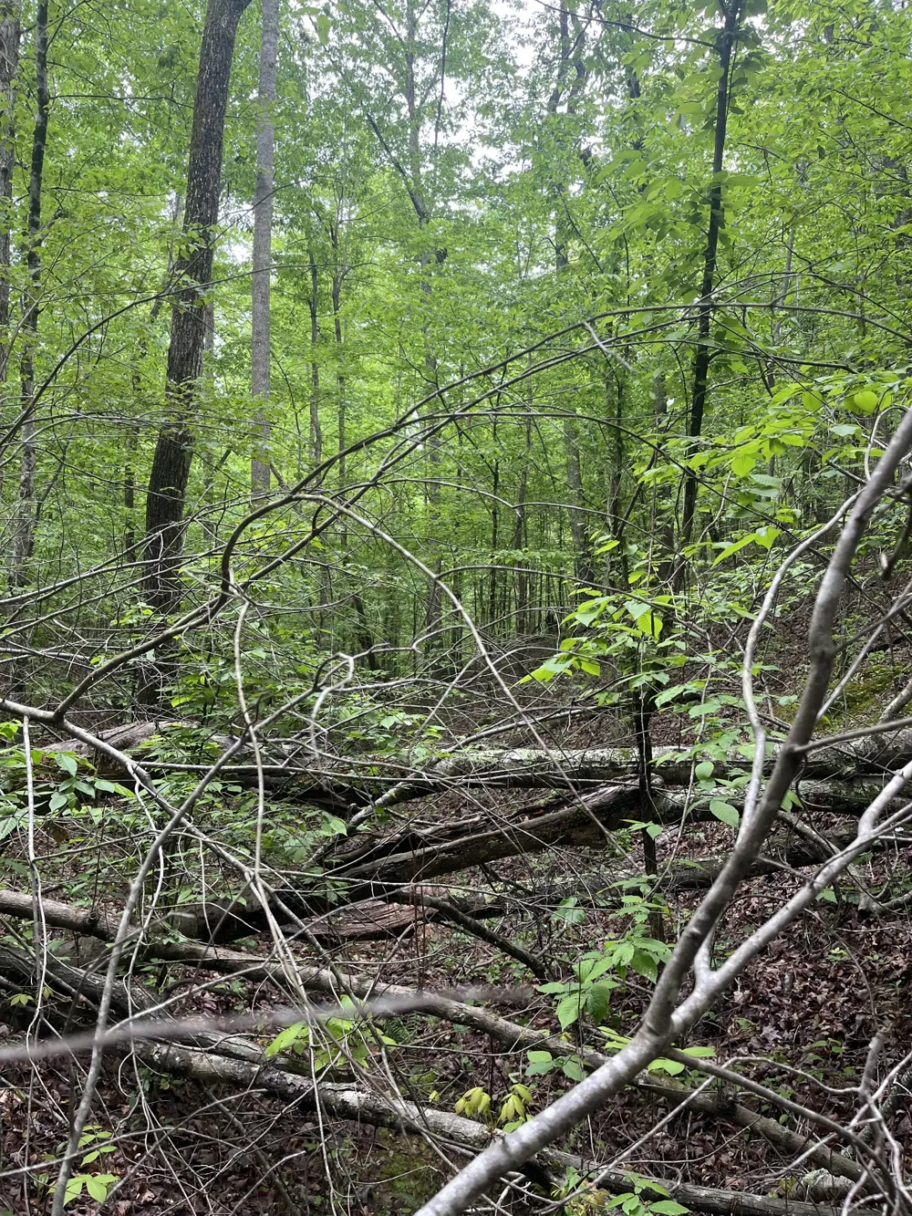 0 Old Mail Road Duck River, TN 38454