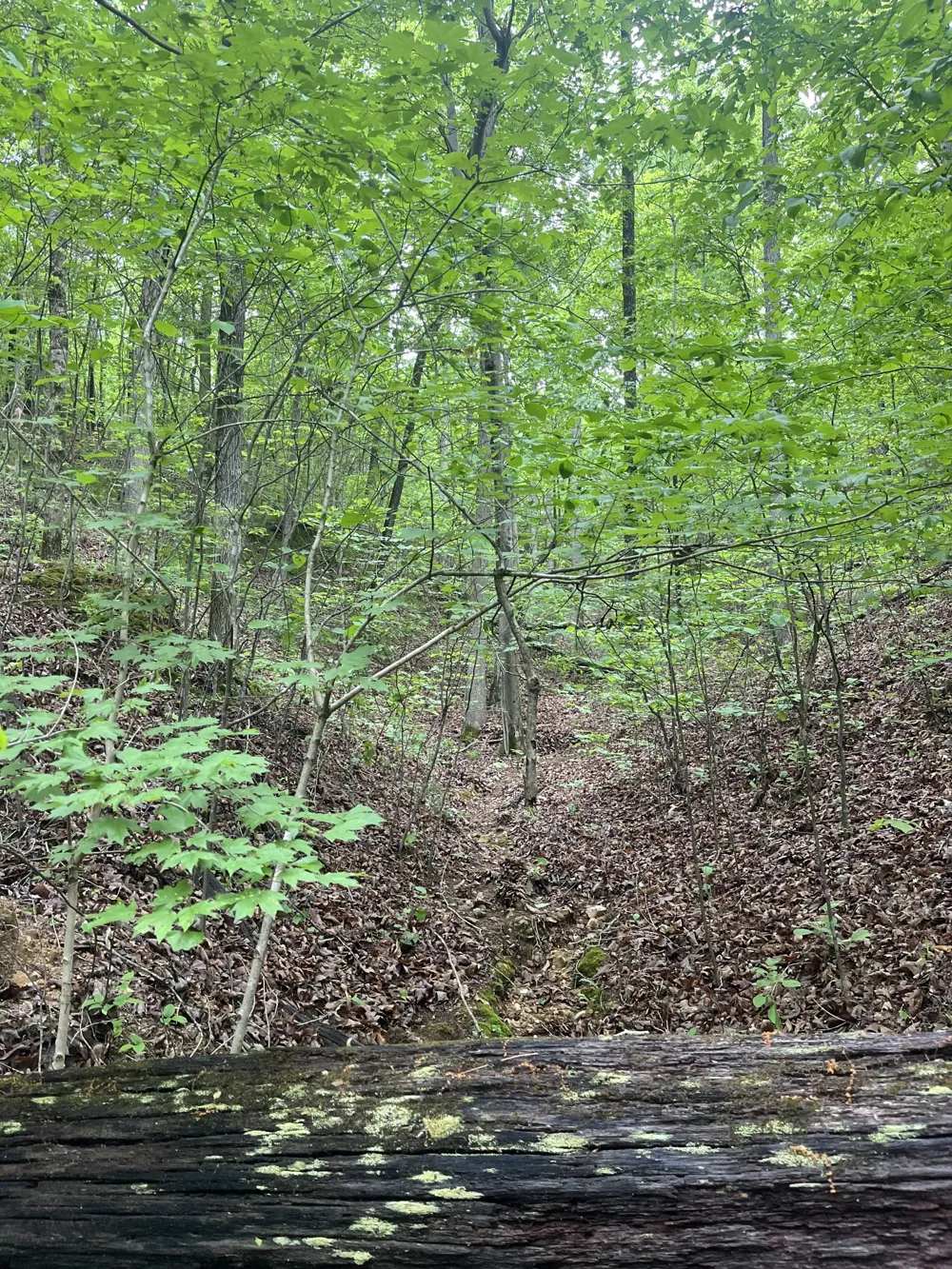 0 Old Mail Road Duck River, TN 38454
