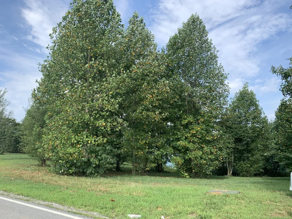755 Sunset Circle Jasper, TN 37347