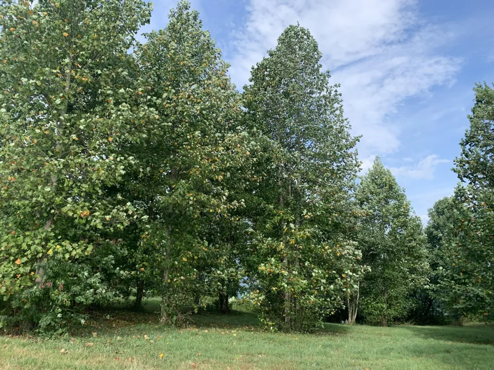 755 Sunset Circle Jasper, TN 37347