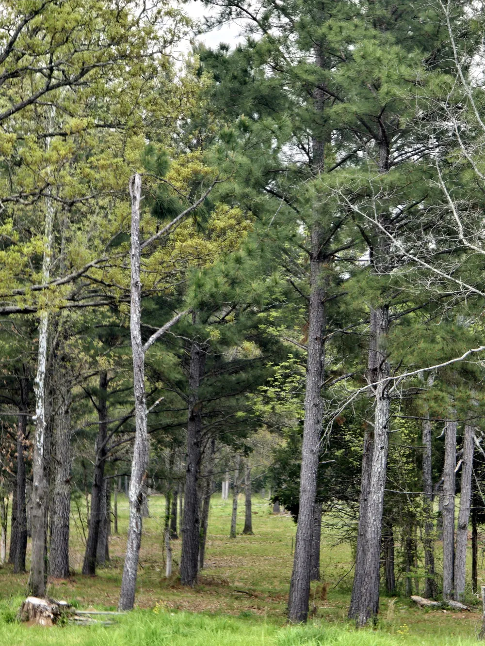 0 Kedron Rd Spring Hill, TN 37174