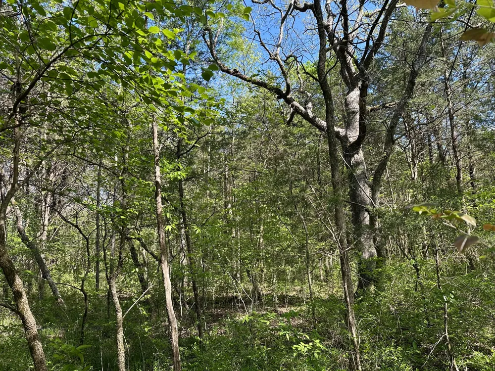 0 Cedar Grove Rd S Chapel Hill, TN 37034