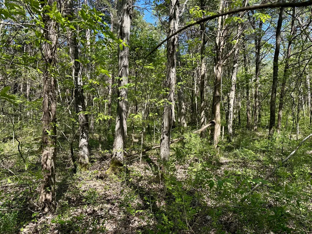 0 Cedar Grove Rd S Chapel Hill, TN 37034