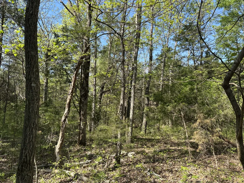 0 Cedar Grove Rd S Chapel Hill, TN 37034