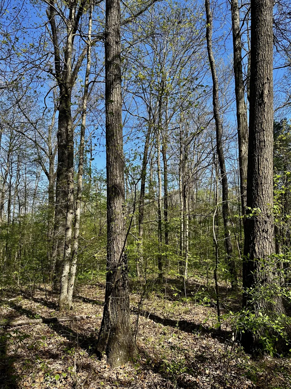 0 Cedar Grove Rd S Chapel Hill, TN 37034