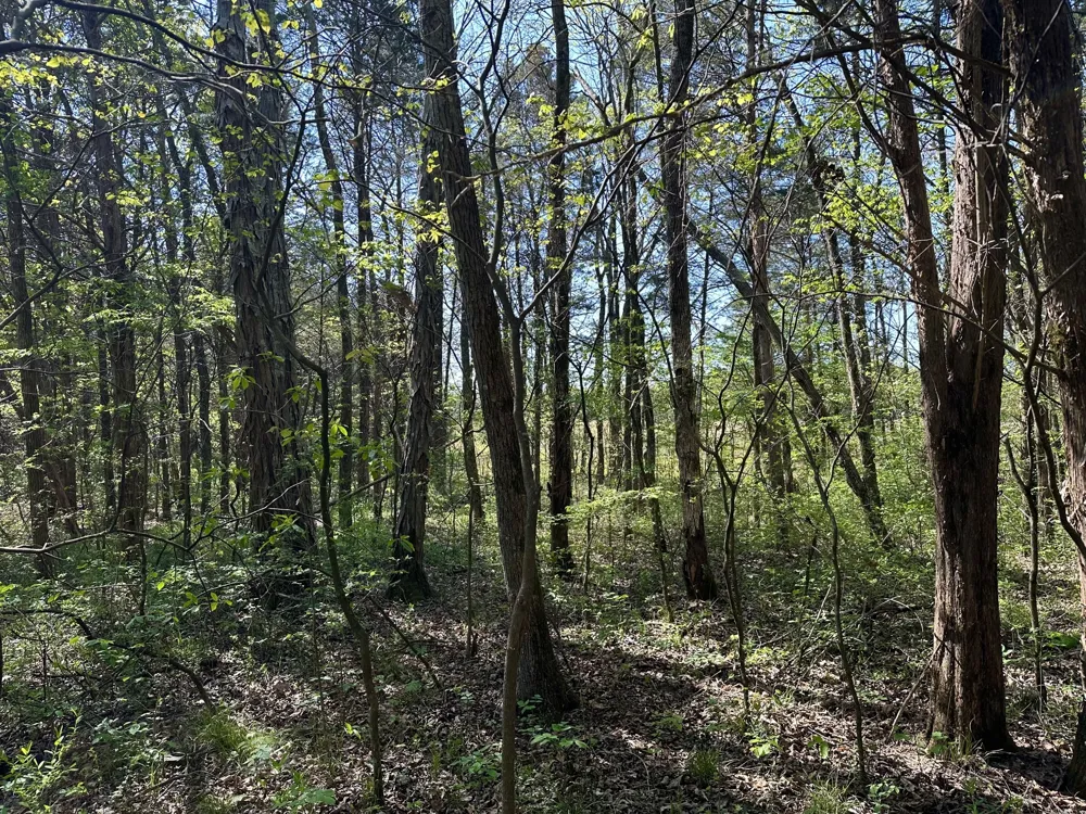 0 Cedar Grove Rd S Chapel Hill, TN 37034