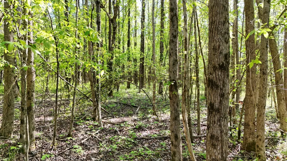 0 Sledge Rd Millington, TN 38053