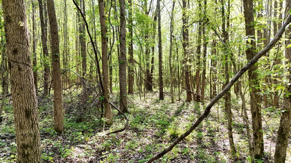 0 Sledge Rd Millington, TN 38053