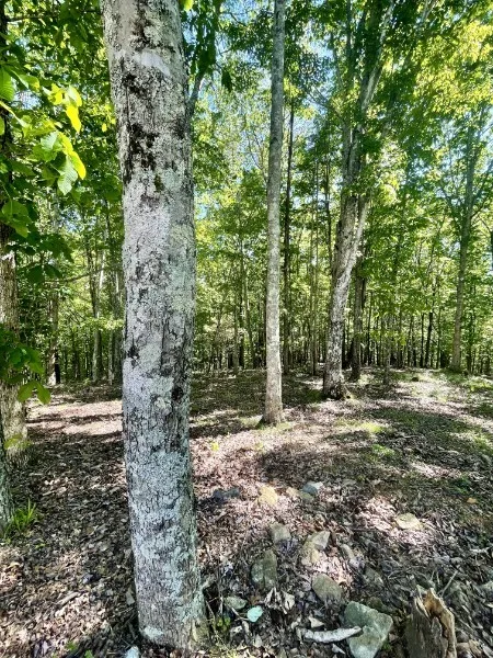 460 Mate Allen Rd Gainesboro, TN 38562