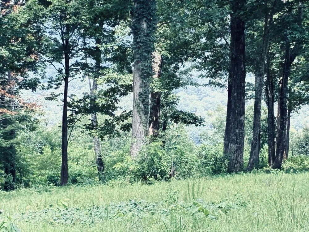 390 Volunteer Street Jasper, TN 37347