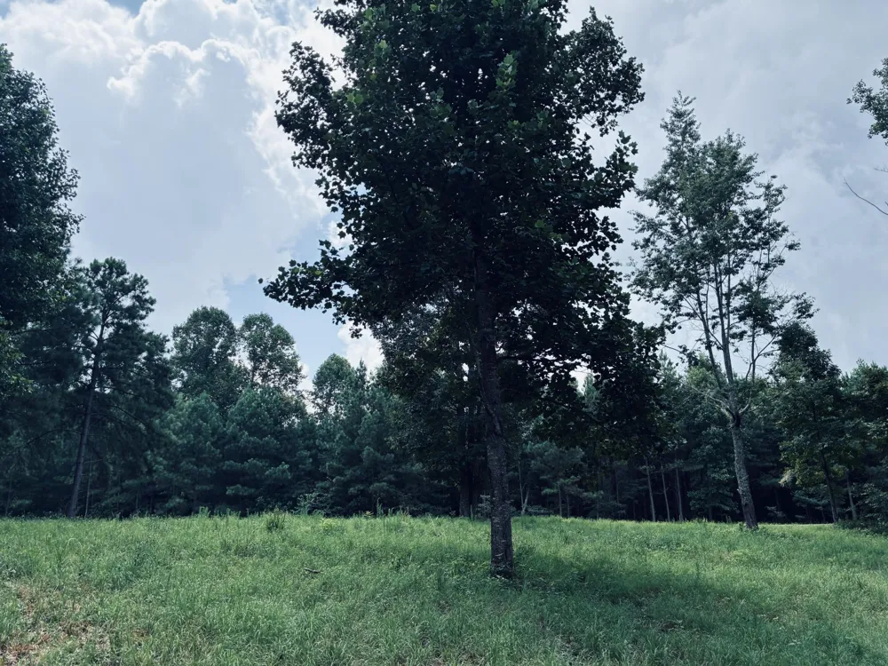 390 Volunteer Street Jasper, TN 37347