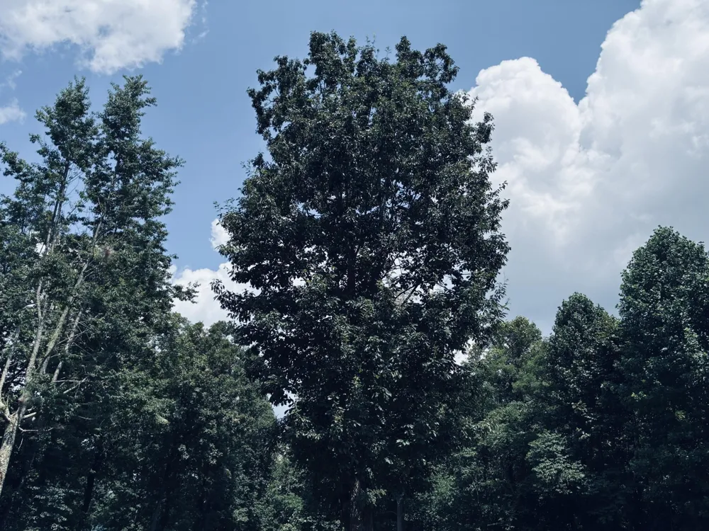 390 Volunteer Street Jasper, TN 37347