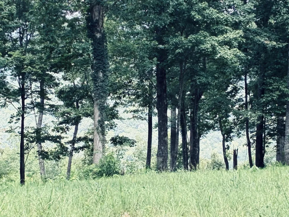 390 Volunteer Street Jasper, TN 37347
