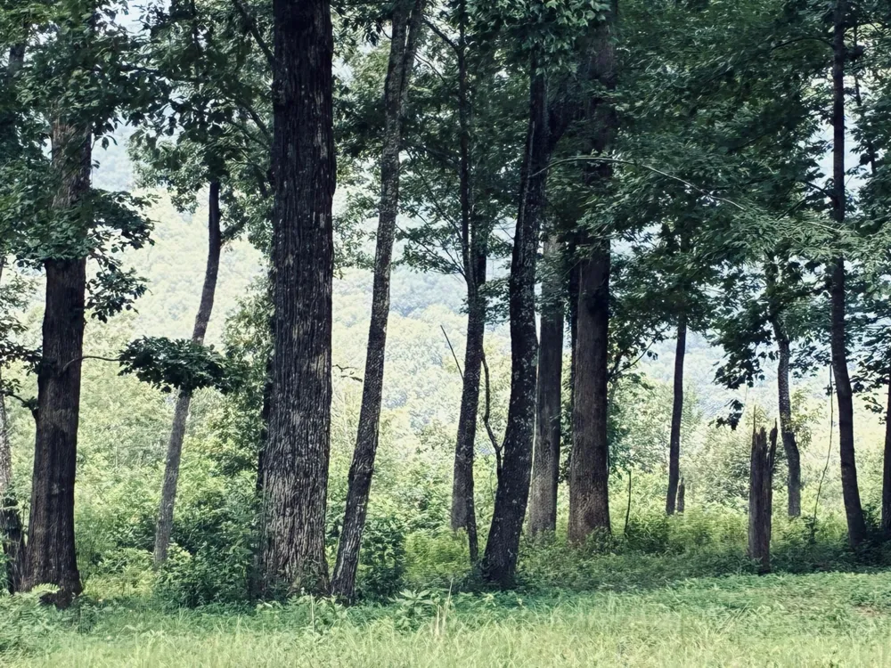 390 Volunteer Street Jasper, TN 37347