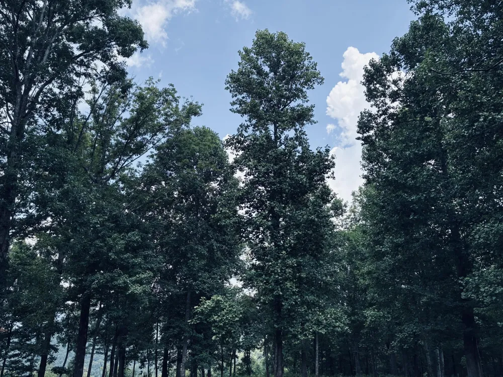 390 Volunteer Street Jasper, TN 37347