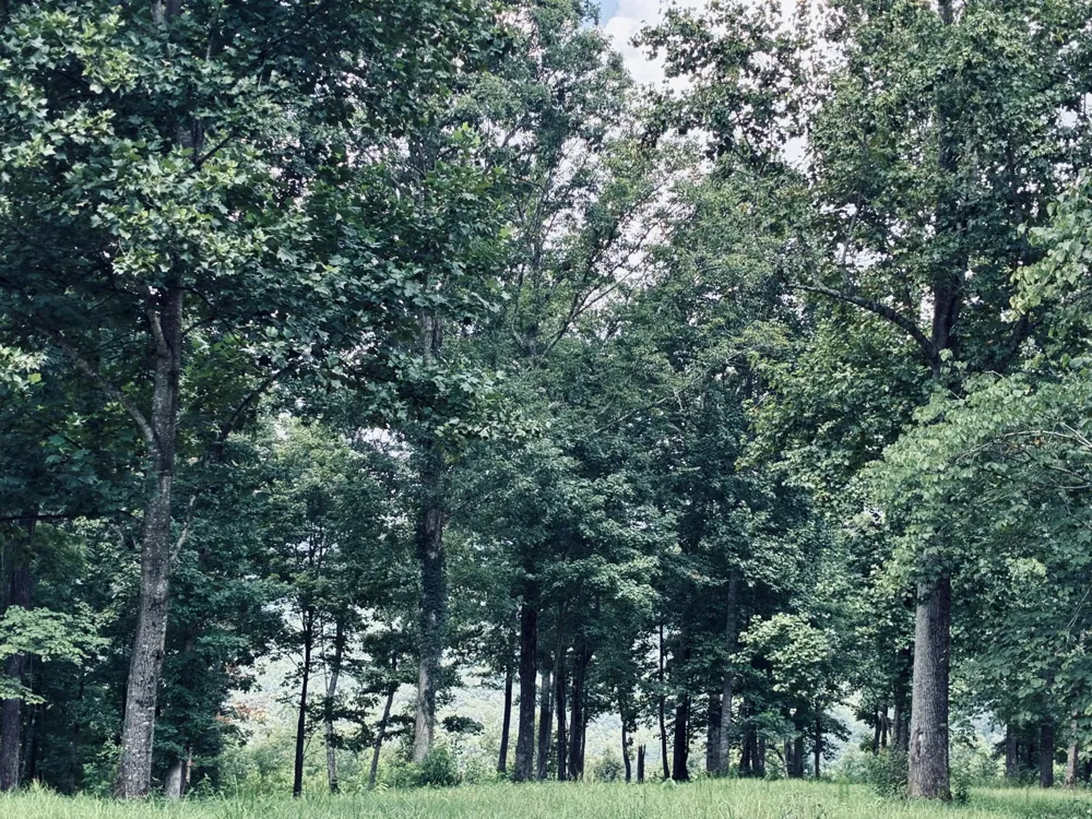 390 Volunteer Street Jasper, TN 37347