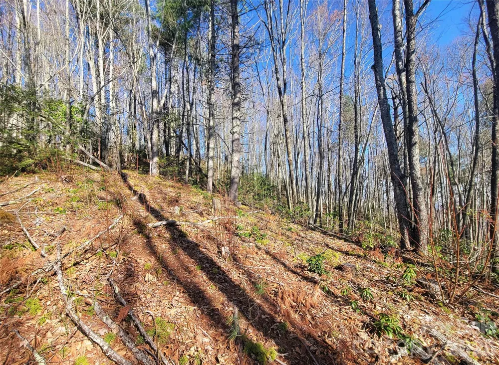 111 Digging Seng Trail #138 Waynesville, NC 28785