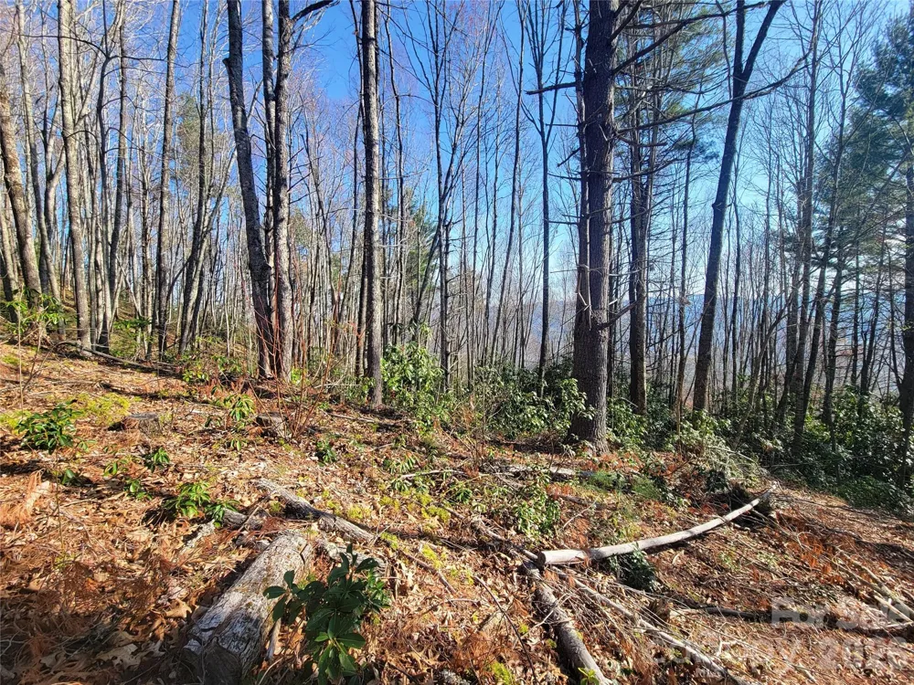 111 Digging Seng Trail #138 Waynesville, NC 28785