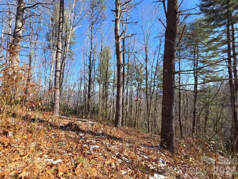 111 Digging Seng Trail #138 Waynesville, NC 28785
