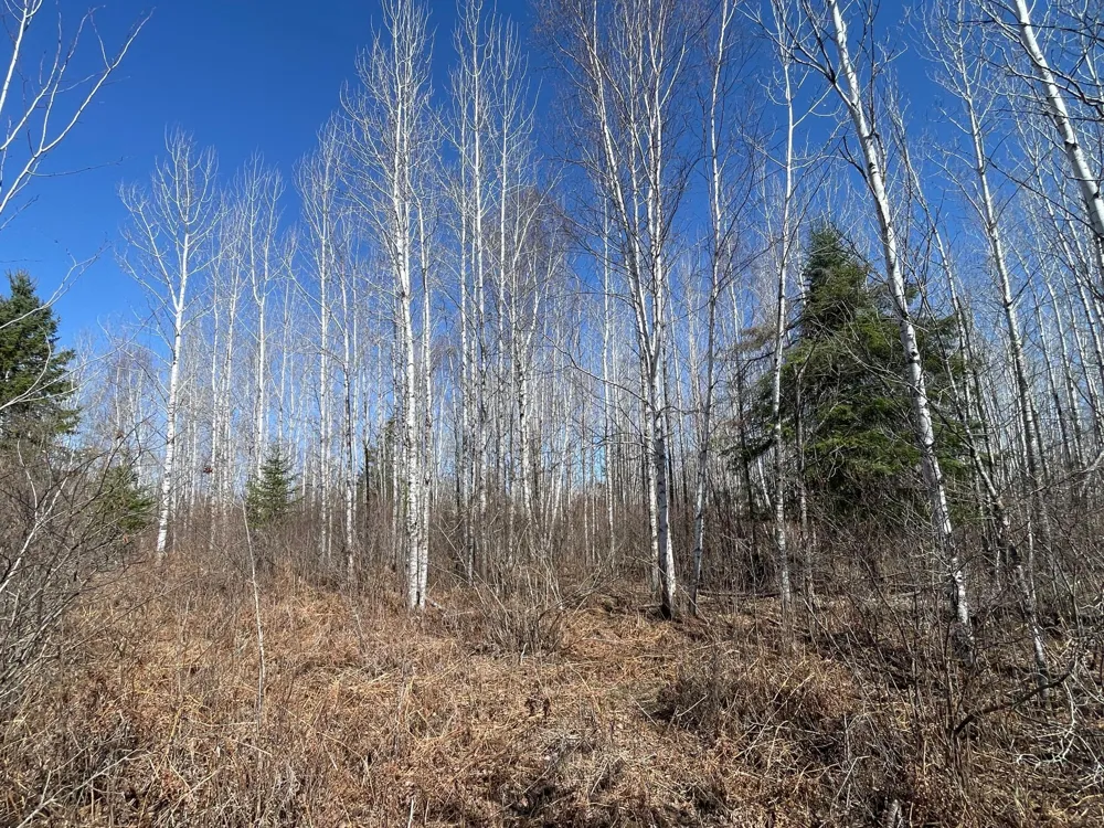 TBD Cormorant Road NE Kelliher, MN 56650