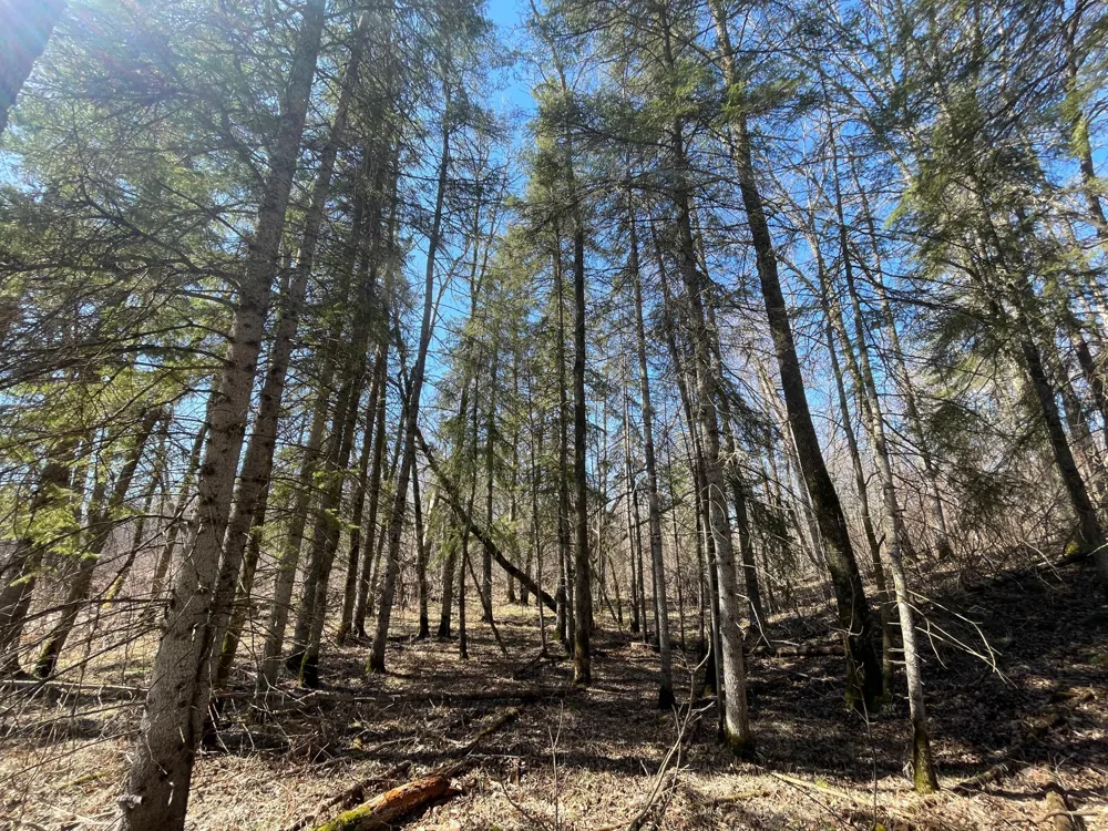TBD Cormorant Road NE Kelliher, MN 56650