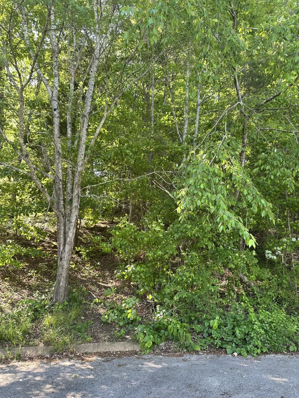6900 Spinmaker Cove Ooltewah, TN 37363