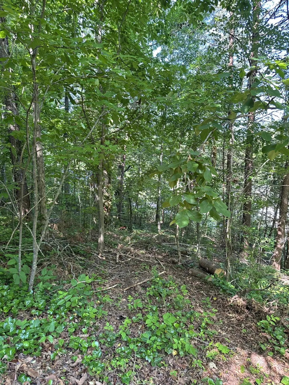 6900 Spinmaker Cove Ooltewah, TN 37363