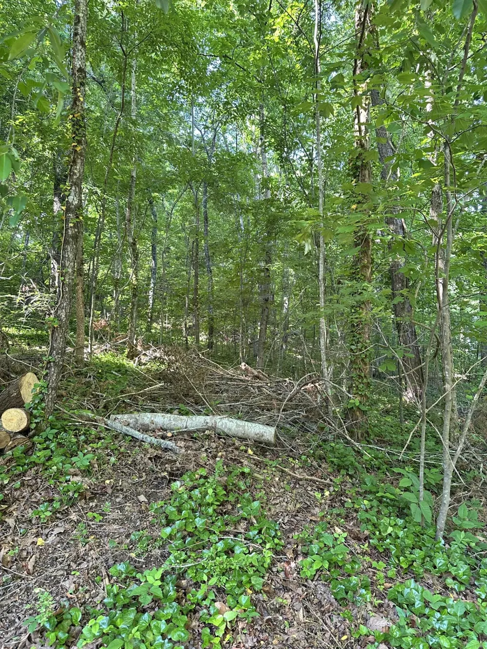 6900 Spinmaker Cove Ooltewah, TN 37363
