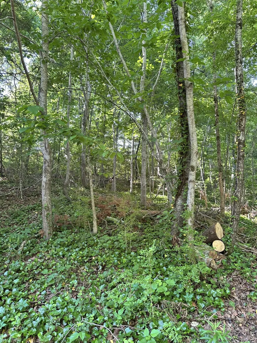 6900 Spinmaker Cove Ooltewah, TN 37363