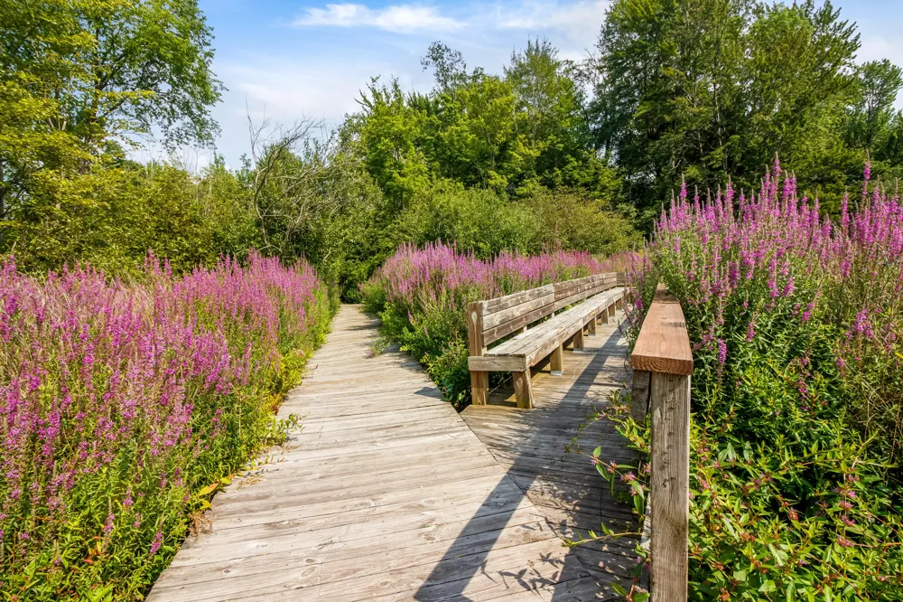 3583 Cattail Court Saugatuck, MI 49453