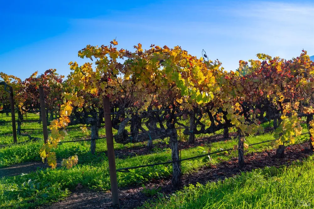1135 Galleron Road St. Helena, CA 94574
