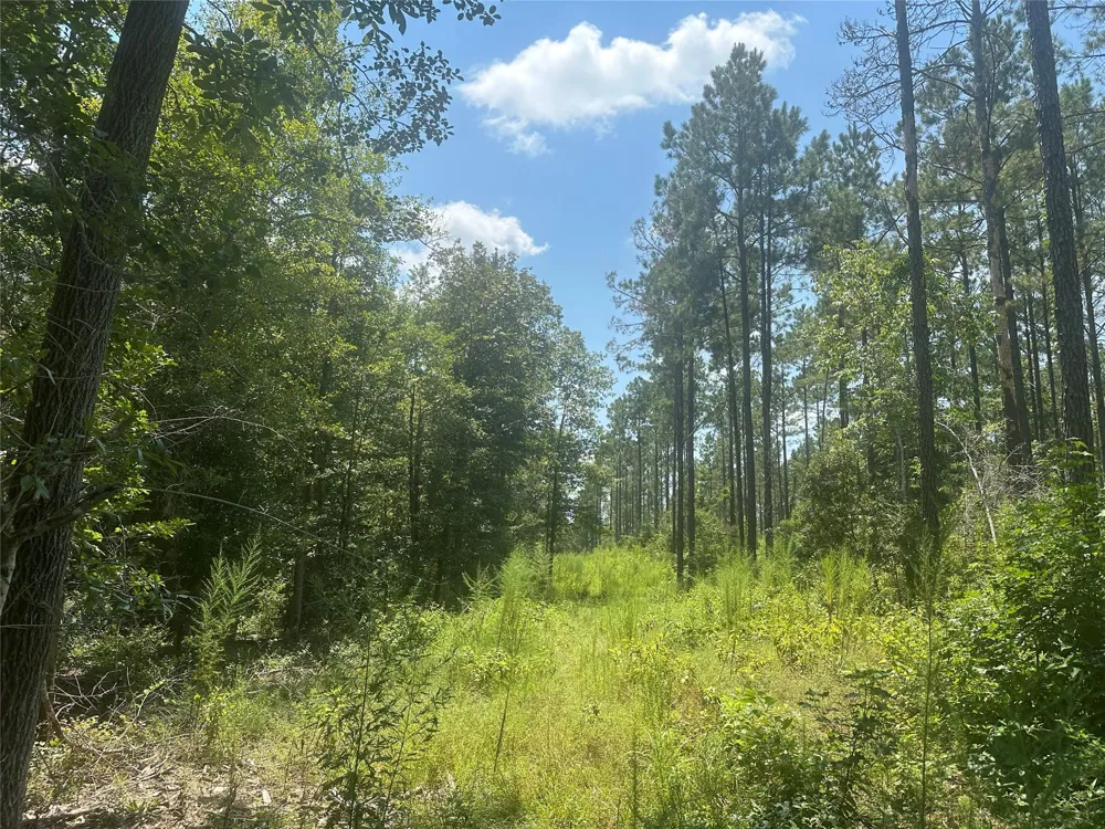 Fm 1005 Jasper, TX 75951