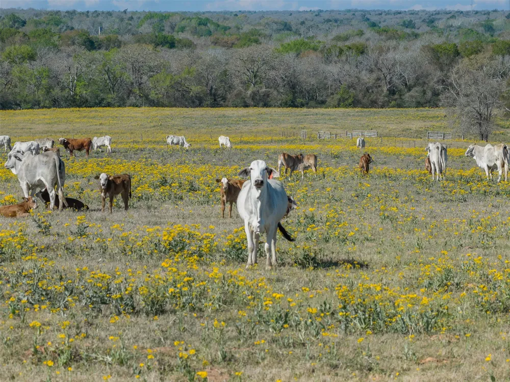 1580 County Road 377 Caldwell, TX 77836