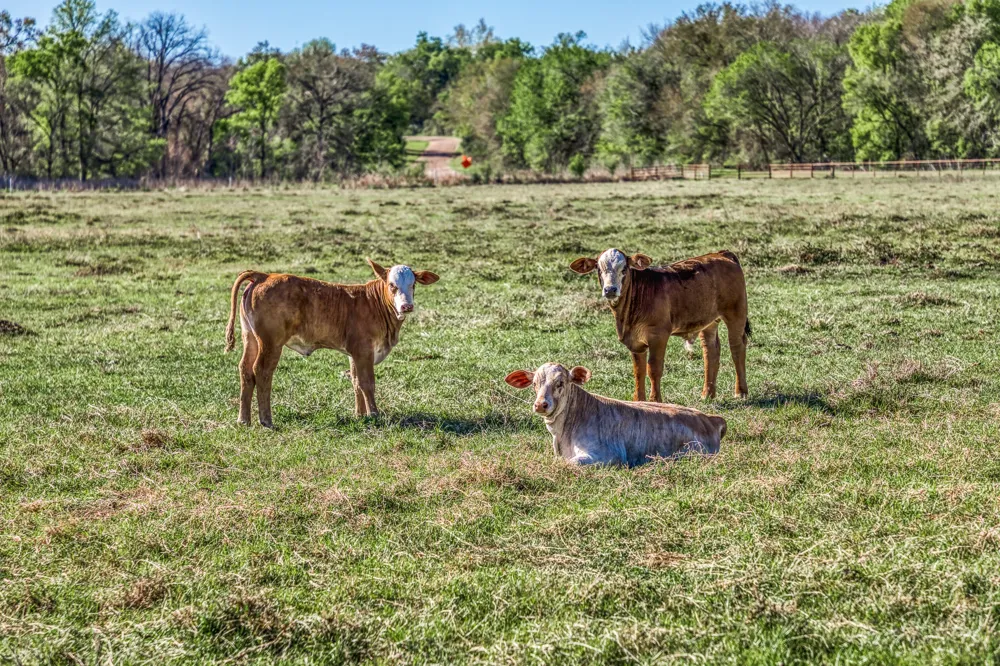1580 County Road 377 Caldwell, TX 77836