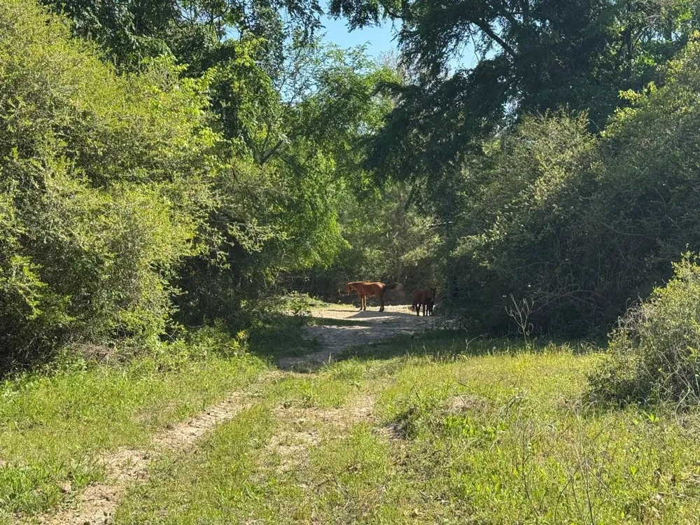 2954 Cr 2170 Grapeland, TX 75844