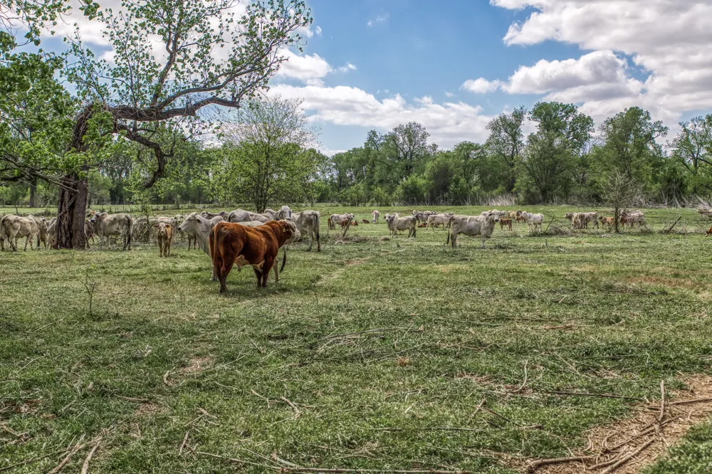 11320 County Road 343 Caldwell, TX 77836