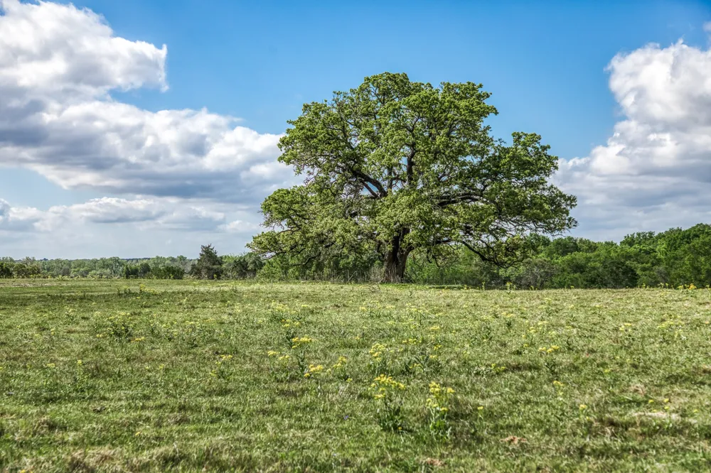 11320 County Road 343 Caldwell, TX 77836