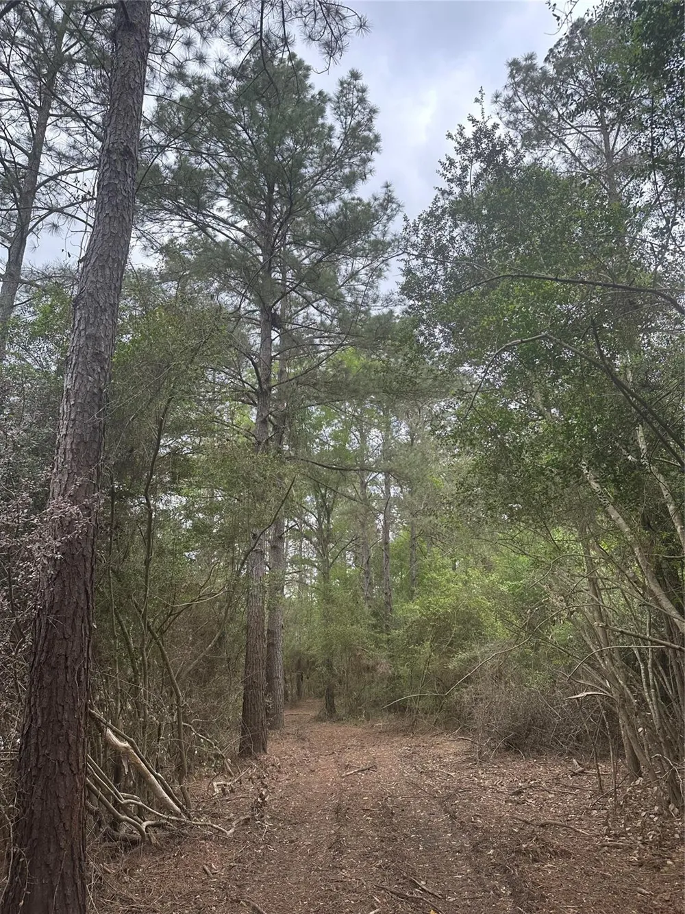 Cr 3114 Buna, TX 77612