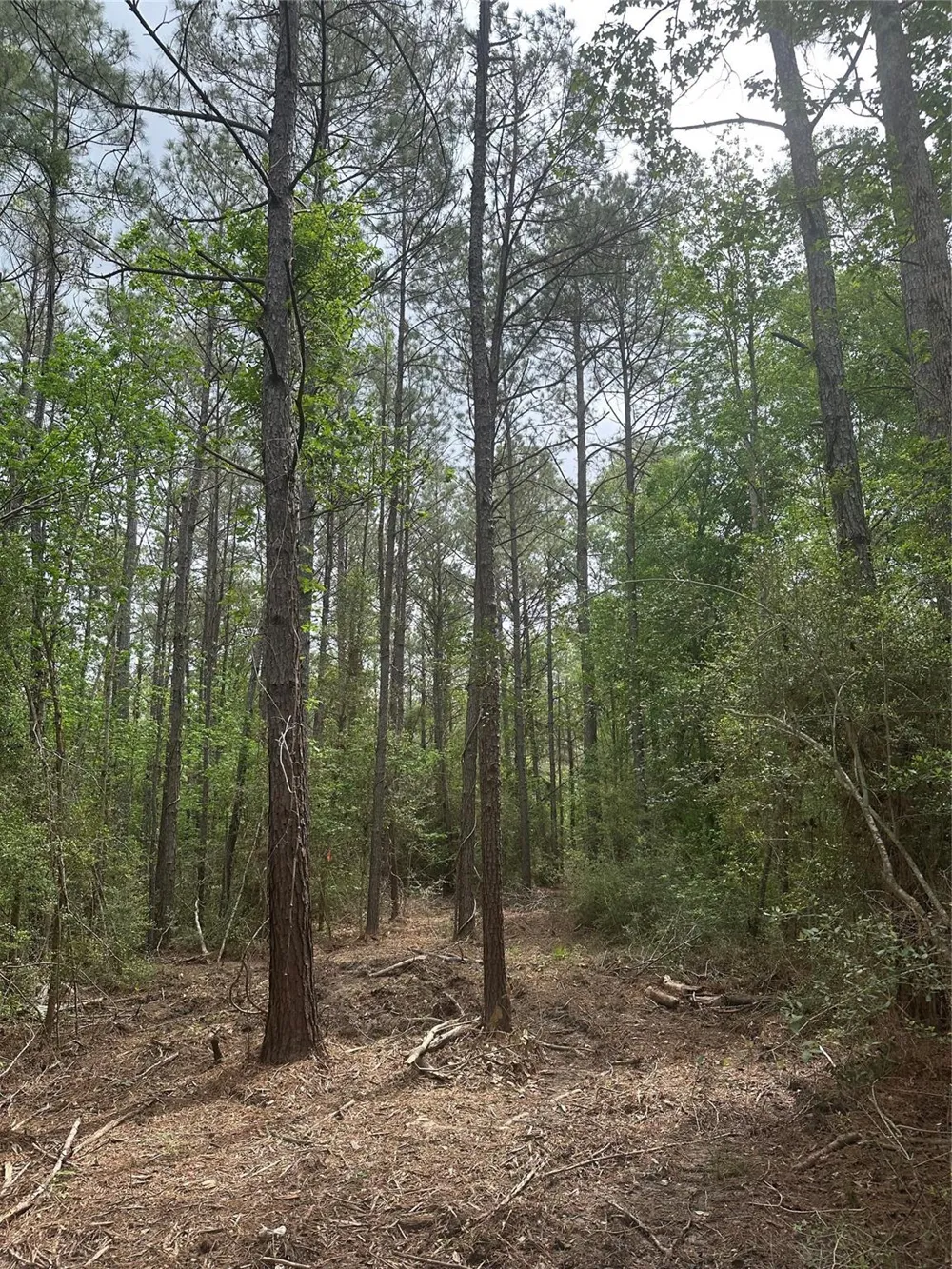 Cr 3114 Buna, TX 77612
