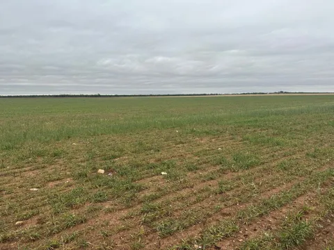 FM126( Tract 2 ) Merkel, Tx 79536