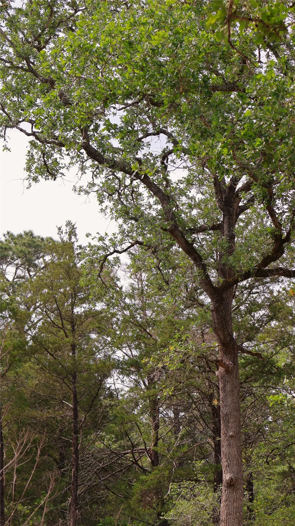 200 Cheyenne Drive Smithville, TX 78957