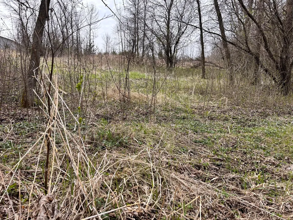 Lot 6 215th Street Barrett, MN 56311