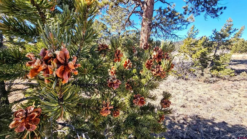 180 Silver Thread Circle South Fork, CO 81154