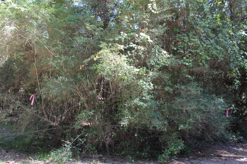 0magnolia Trinity, TX 75862