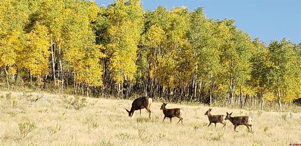 County Road 504 Bachelor Loop Creede, CO 81130