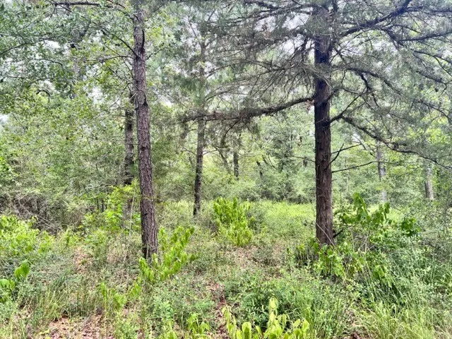 High View Dr E Fairfield, TX 75840