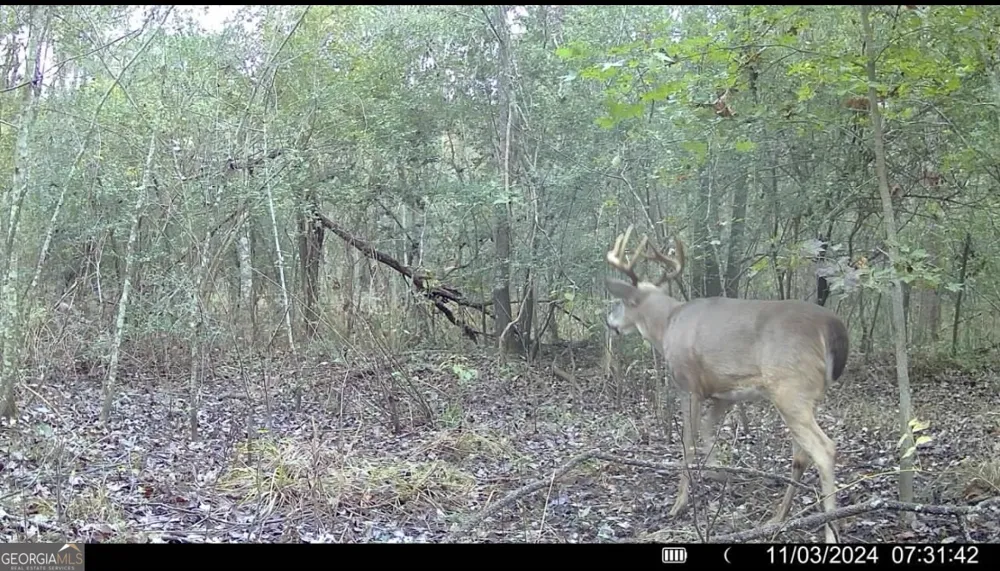 0 Jenkins Farm RD Byromville, GA 31007