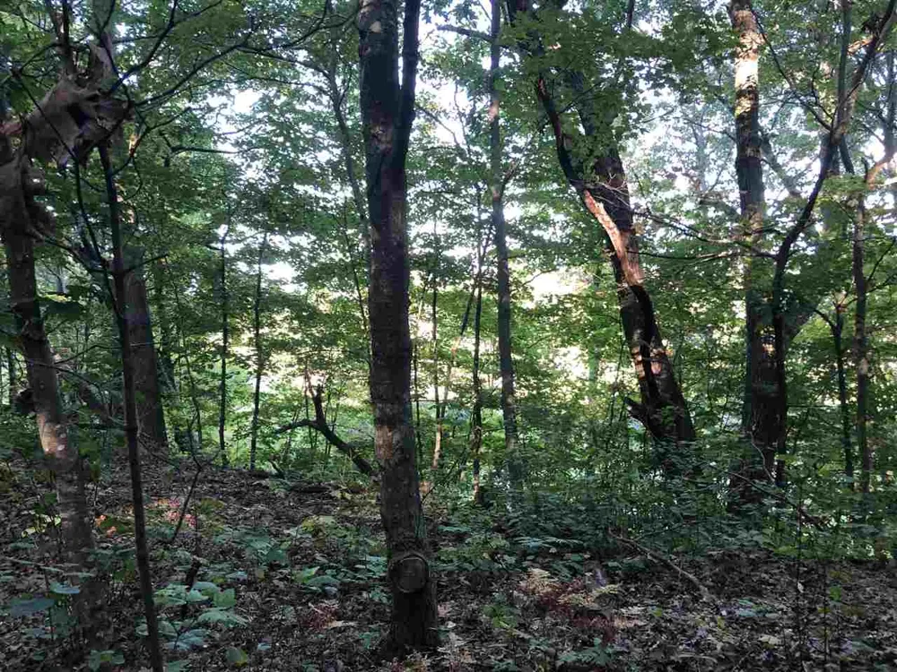 Crystal Downs Drive Lake Township, MI 49635